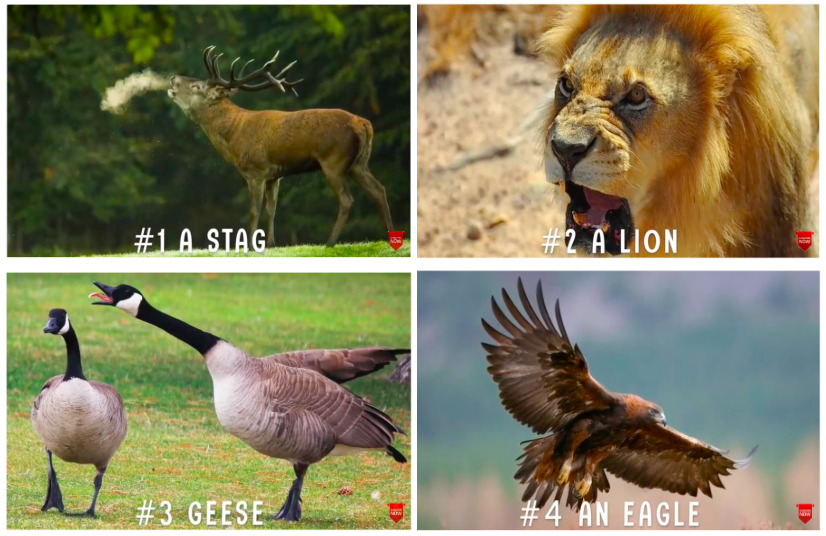 English – Guess the&nbsp;Animal